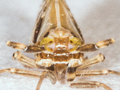 Delphax pulchellus